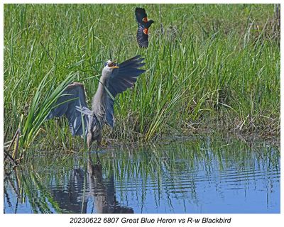 20230622 6807 Great Blue Heron vs R-w Blackbird.jpg