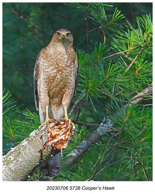 20230706 5738 Coopers Hawk.jpg