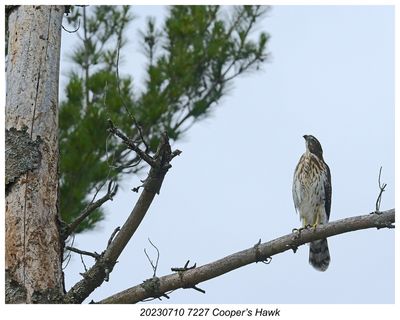 20230710 7227 SERIES - Coopers Hawk.jpg