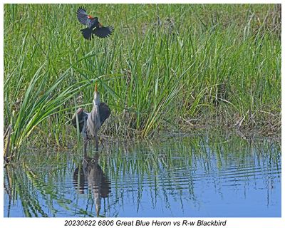 20230622 6806 Great Blue Heron vs R-w Blackbird.jpg