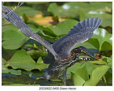 20230822 0405 Green Heron.jpg