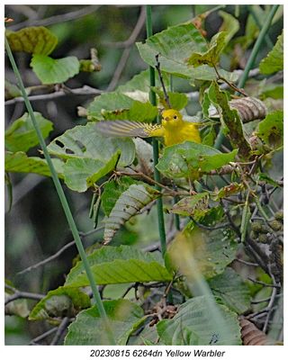 20230815 6264 SERIES - Yellow Warbler.jpg