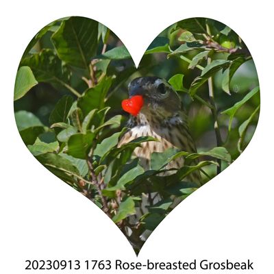 20230913 1763 Rose-breasted Grosbeak.jpg
