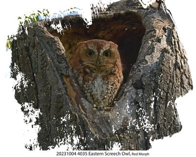20231004 4035 Eastern Screech Owl, Red Morph dn.jpg