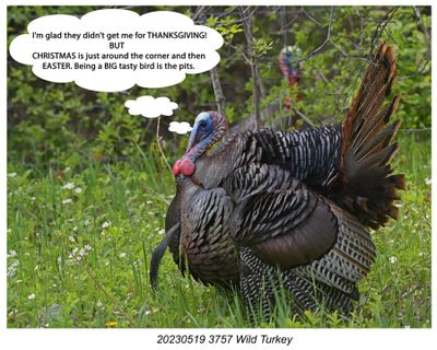 20230519 3757 Thanksgiving Turkey r1.jpg