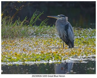 20230926 3205 Great Blue Heron dn.jpg