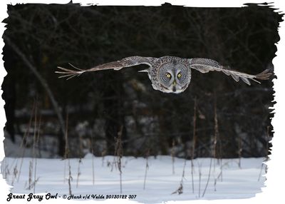 20130122 307 Great Gray Owl.jpg