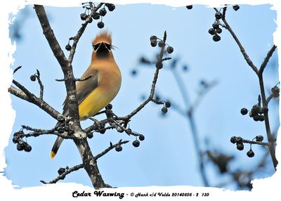 20140505 130 Cedar Waxwing.jpg