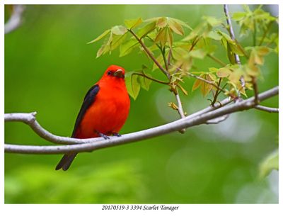 20170519-3 3394 Scarlet Tanager.jpg