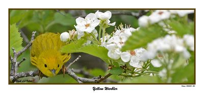 20150515 434 Yellow Warbler.jpg