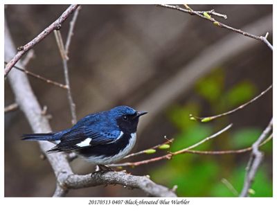 20170513 0407 Black-throated Blue Warbler.jpg