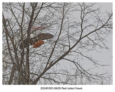 20240303 6429 Red-tailed Hawkjpg