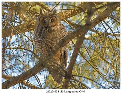 20220402 8153 Long-eared Owl.jpg