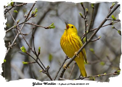 20140510 079 Yellow Warbler.jpg