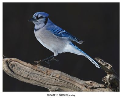 20240215 6029 Blue Jay.jpg