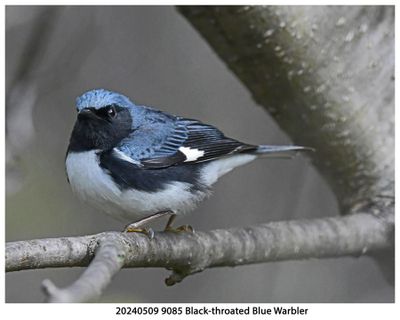 20240509 9085 Black-throated Blue Warbler.jpg
