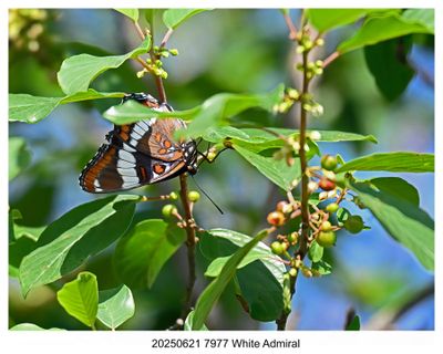 Recent Photos 2025