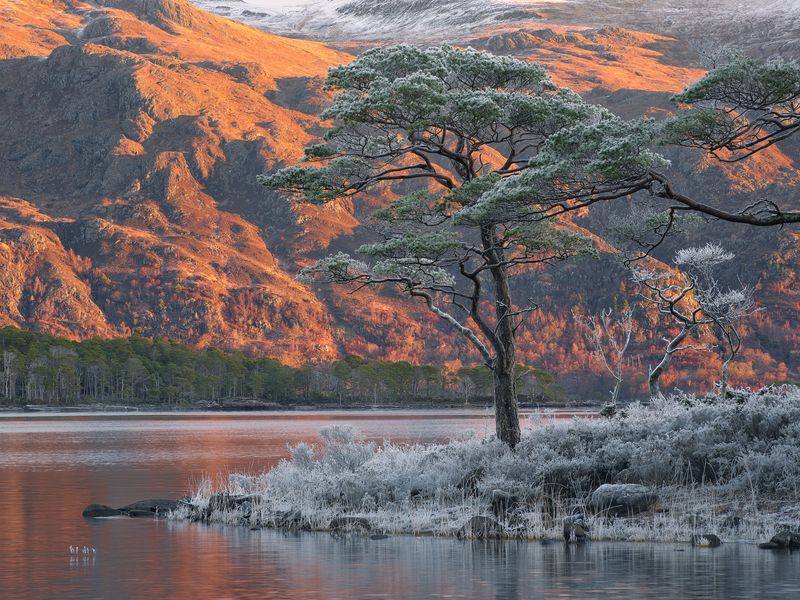 Frosted Pine Sunrise Loch Maree