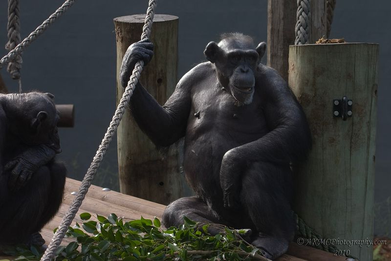 100528_135050_5533 Chimp Chat (Fri 28 May 10)