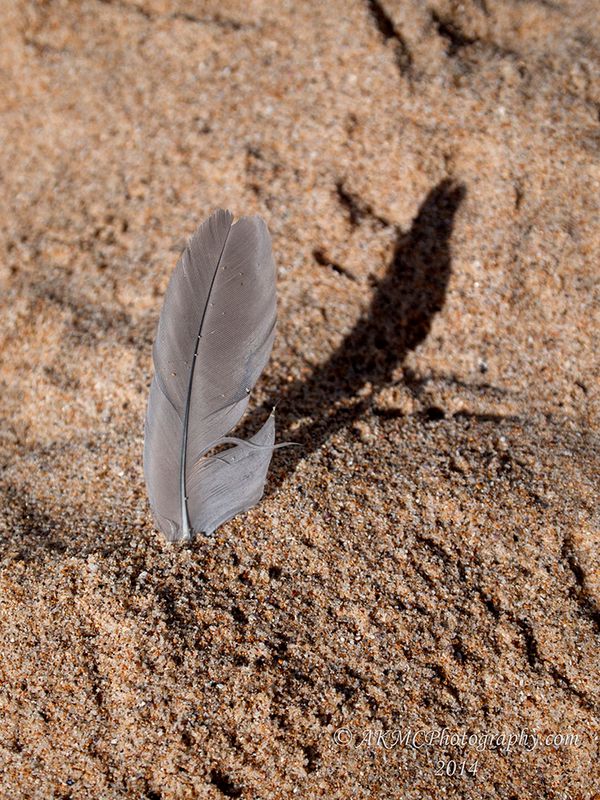 140102_085625_1942 Shadow Of The Feather (Thu 02 Jan 14)
