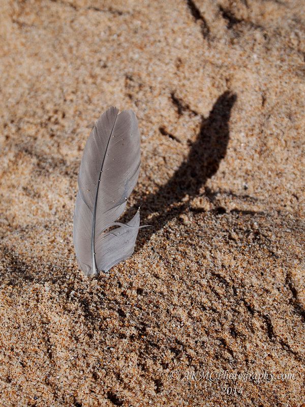 140102_085625_1942 Shadow Of The Feather (Thu 02 Jan 14)