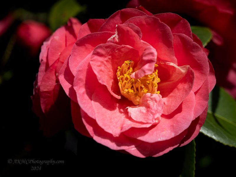 240816_113242_0037 The Bloom, The Hood, And The Camellia Carpet, Not In That Order (Fri 16 Aug 24)