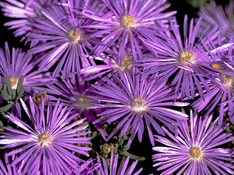 241005_143707_0304 A Purple Explosion Of Sunshine (Sat 05 Oct 24)