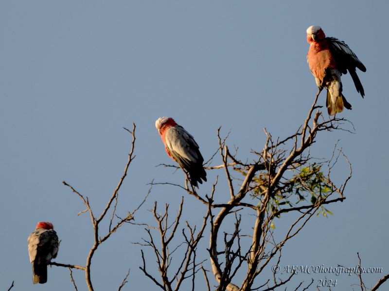 241212_061104_0947 Ya Flaimin' Galahs! (Thu 12 Dec 24)