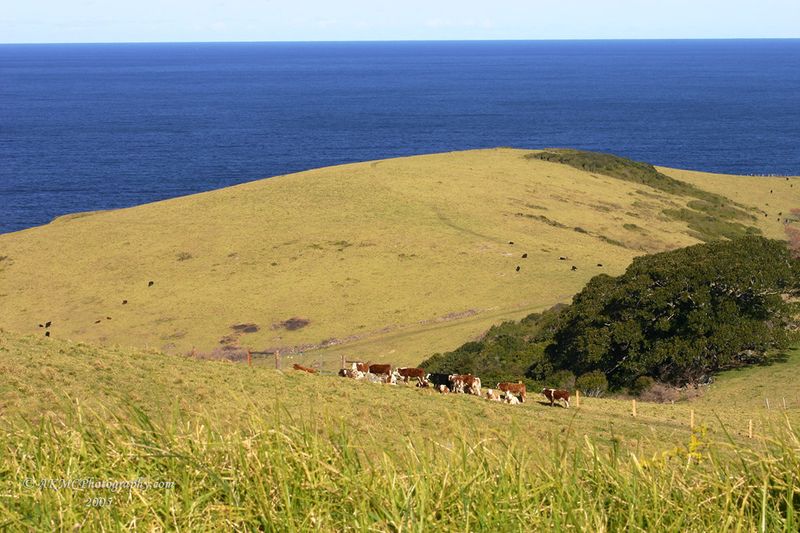 050812_141317_0366 Cattle Grazing Near Gerringong (Fri 12 Aug 05)