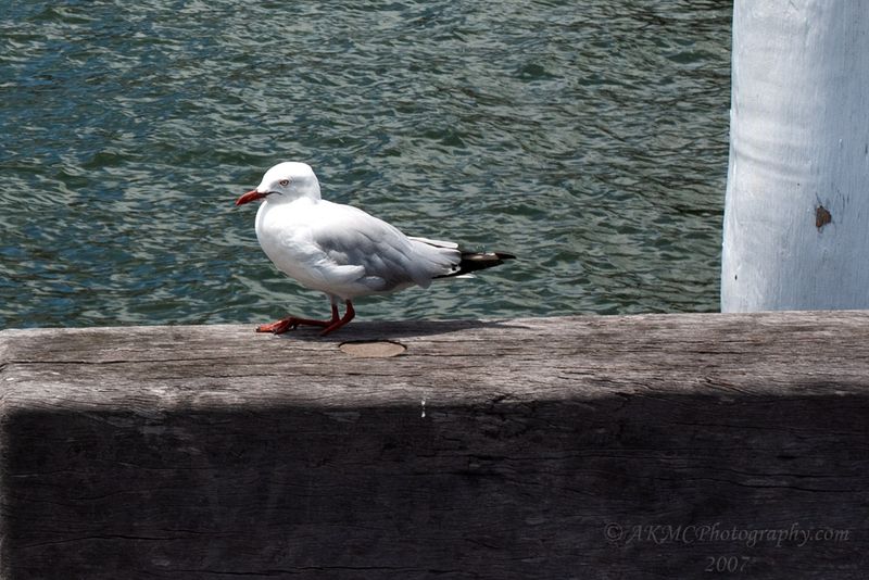 071207_123058_2526 Hopalong Seagull (Fri 7 Dec 07)