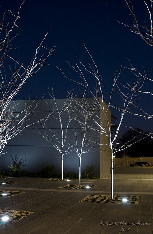 080705_174656_2250 Ghost Trees 1 (Sat 05 Jul 08)