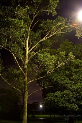 100313_055540_6305 Park, Before Dawn (Sat 13 Mar 10)
