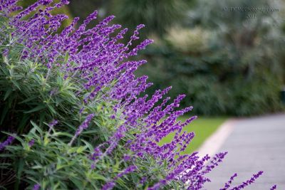 110604_105934_18264 Lavender Spray (Day 2, 10:59 Sat)