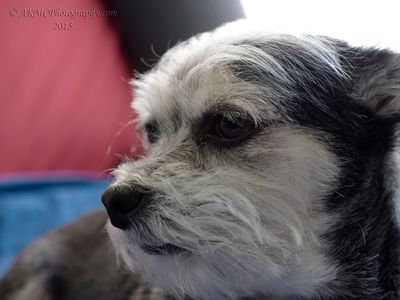 g13/02/778602/3/158985132.9a1705a5.JPEG