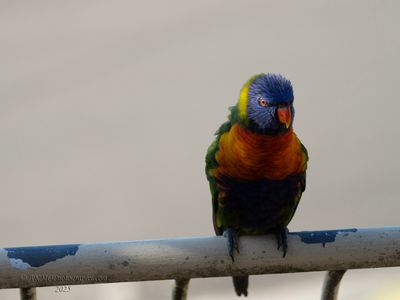 g13/02/778602/3/175159288.798dd893.JPEG