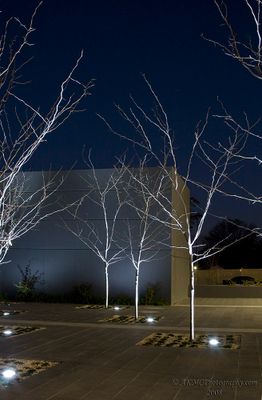 080705_174656_2250 Ghost Trees 1 (Sat 05 Jul 08)