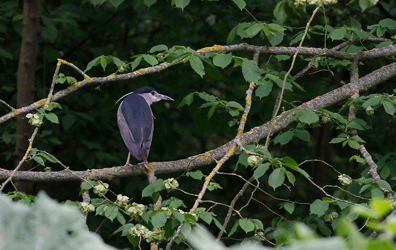 Natthger (Nycticorax nycticorax)