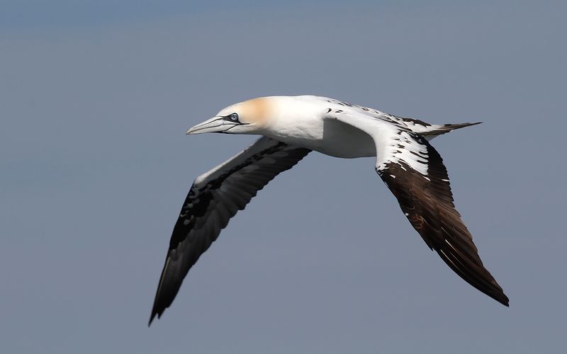 Havssula - Northern gannet (Morus bassanus)