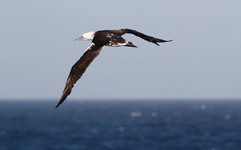 Havssula - Northern gannet (Morus bassanus)