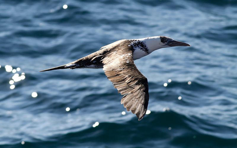 Havssula - Northern gannet (Morus bassanus)