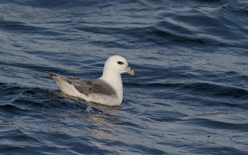 Stormfgel (Fulmarus glacialis)