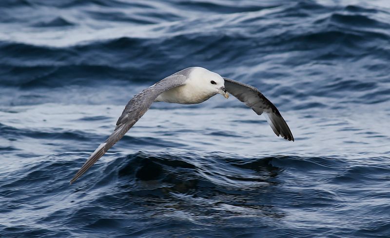Stormfgel (Fulmarus glacialis)