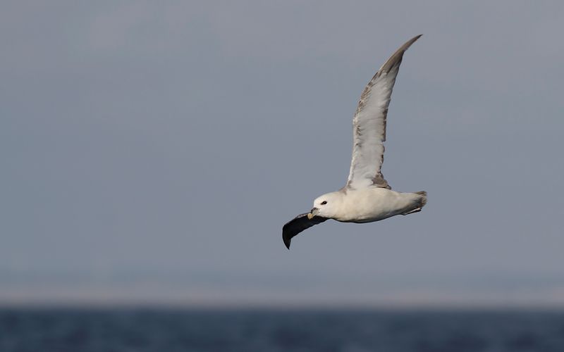 Stormfgel (Fulmarus glacialis)