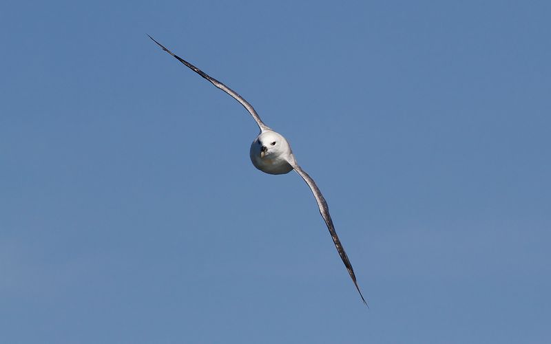 Stormfgel (Fulmarus glacialis)