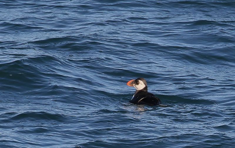 Lunnefgel - Atlantic Puffin (Fratercula arctica)