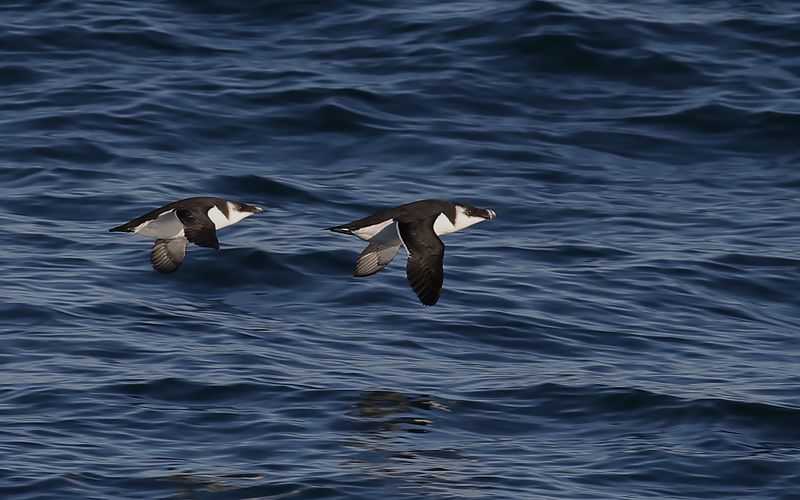 Tordmule - Razorbill (Alca torda)