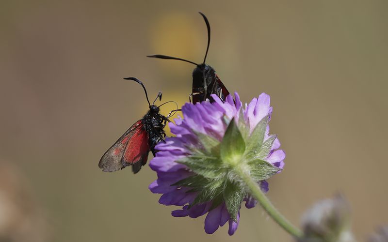 Mindre bastardsvrmare - Zygaena viciae