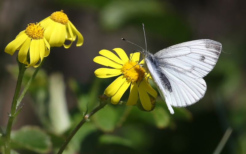 Rapsfjril - Pieris napi