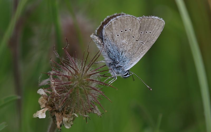 ngsblvinge - Cyaniris semiargus