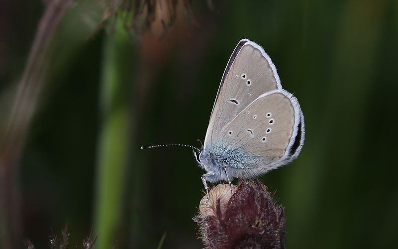 ngsblvinge - Cyaniris semiargus